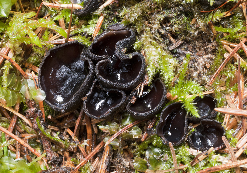 Pseudoplectania nigrella